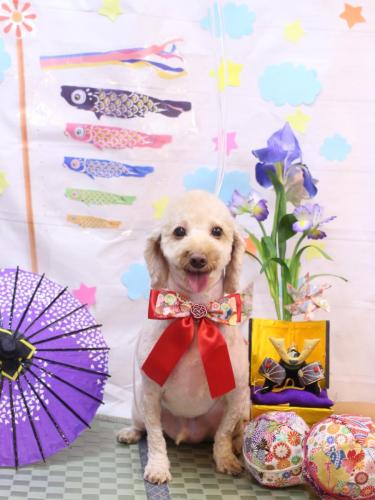 20240502きなこくん